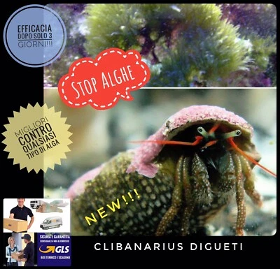 ✅Pack 5 Paguri Pulitori STOP ALGHE Alghivori Acquario Marino Alghe Invasive Top - Immagine 1 di 4
