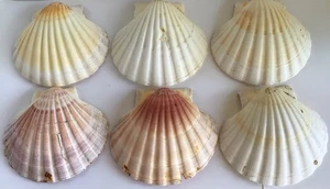 6 Grandi Conchiglie Capesante 4" Decorazione Spiaggia Naturale Panificazione Artigianale dalla Francia - Foto 1 di 5