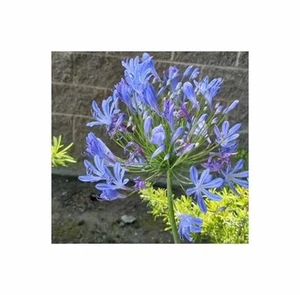 10x Agapanthus praecox blue Schmucklilie Pflanzen - Samen B2328 - Picture 1 of 5