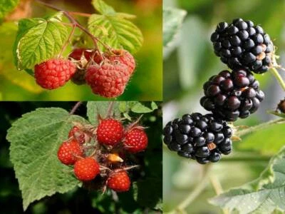 winterharte Beeren im Gartenpaket - 3 Arten - Beere - Rubus - 55+ Samen V 170 - Bild 1 von 4