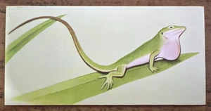 Vintage - 1962 - Gelles Widmer - Reptile CARD -20. Green Anole - Picture 1 of 2
