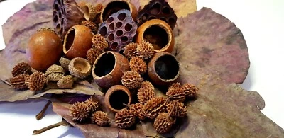 M Botanicals Aquarium Fish Tank Tannins For Bettas, Fish, Shrimp. Catappa Leaves