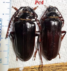 Prioninae Prionus californicus Pair Arizona PC4 Prionid Longhorn Beetle Insect - Picture 1 of 4