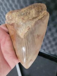 Megalodon shark tooth fossil. AUTHENTIC MEGALODON TOOTH. - Picture 1 of 5