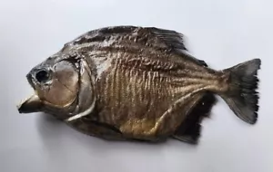 Taxidermy großer Schwarzbauch RAUBTIER Piranha Peru Amazonas Pygocentrus nattereri - Bild 1 von 9