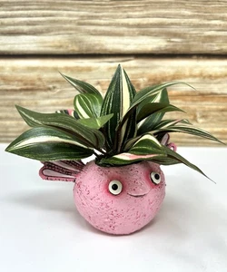 5" tall Potted PINK AXOLOTL Blob House pot with faux silk Green-White-Pink Jew p - Picture 1 of 4