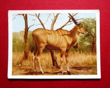 UNITED TOBACCO VINTAGE  1941 CIGARETTE CARD  SOUTH AFRICAN NATIONAL PARKS  No 1