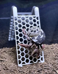 Hermit Crab Climbing Ladder Decoration Ornament Toy Hermit Crab Tank Accessories - Picture 1 of 10