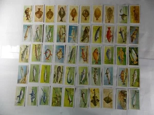 Spieler Zigarettenkarten Seefische 1935 Komplettsatz 50 - Bild 1 von 10