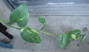 Golden Pothos, Devil's Ivy, Epipremnum Plant, 8" - 10" Unrooted Cuttings, (2) - Picture 1 of 1