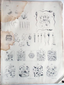 1844 incisione Litho Anatomia Anatomie Bourgery Paris-Embryogenie Embriologia -1 - Foto 1 di 2