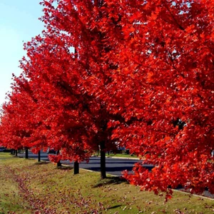 *RED SUNSET* Japanese Maple (Acer rubrum) Tree Seeds, Landscaping or Bonsai - Picture 1 of 12