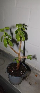 Glücksbaum Dickblatt Geldbaum Crassula Ocata zimmer pflanze Ableger 27 cm groß - Bild 1 von 12
