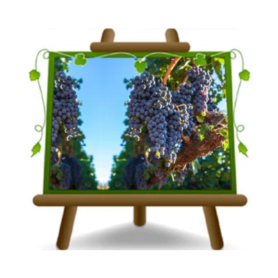 Vite Alphonso Lavallè uva nera da tavola pianta vaso 20 cm altezza 170 cm 2 anni - Immagine 1 di 3