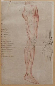 Ancient Drawing Human Body Anatomy Flayed Medicine Muscle - Picture 1 of 6