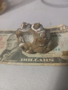 Fossil NW Iowa - Picture 1 of 7