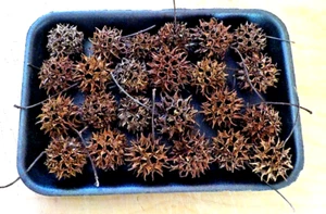 Lot of 35 Sweet Gum Tree Balls - Arts & Crafts - - Picture 1 of 7