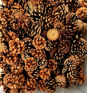 Pine Cones For Home Decor and Crafts - Picture 1 of 10