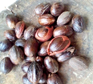 40 Jamaican High-Quality Organic Whole Nutmeg, Grade A - Picture 1 of 2