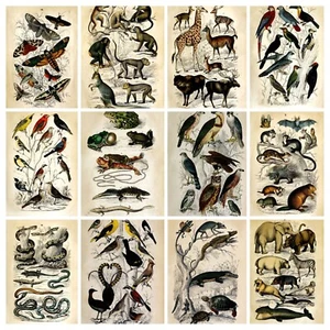 Pósters de arte de pared de naturaleza restaurada estampados científicos zoológicos vintage - Imagen 1 de 13