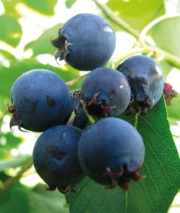 Felsenbirne Thiessen 2L - Auch als Rosinenbaum oder Taubenbeere bekannt - Bild 1 von 4