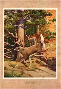 1946 Estampado Vintage Ciervo Cola Blanca Caza Caza Juego Astas Bosque Árboles - Imagen 1 de 3
