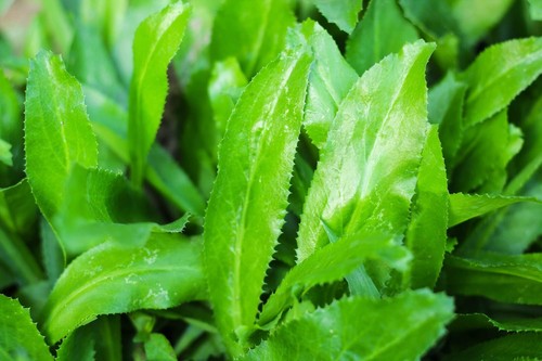 500+ Culantro Seeds (Eryngium Foetidum) - Mexican Coriander, Recao, Chadon Beni - Fresh For 2025 Growing Season