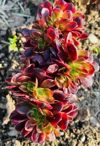 Rare Aeonium Super bang Crested W 7” Variegated Aeonium, Rare Succulent - Picture 1 of 10