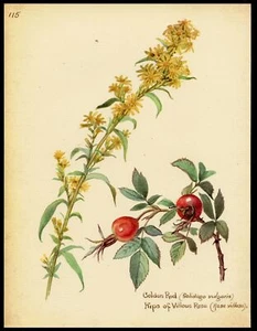 Edith Holden GOLDENROD and ROSE HIPS vintage repro 1906 botanical print - Picture 1 of 3