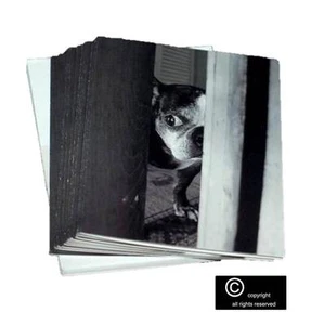PACK DE 10 LINDAS TARJETAS DE BILLETES EN BLANCO BOSTON TERRIER ¡NUEVAS! - Imagen 1 de 2