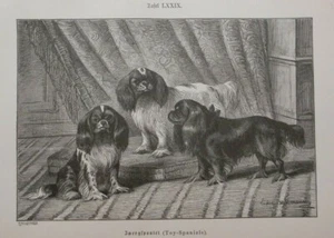 Zwergspaniel Toy Spaniel King Charles Blenheim  Holzstich 1894 Ludwig Beckmann - Bild 1 von 2