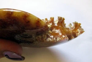 Cleoniceras whole ammonite polished large 85mm x 70mm Madagascar - Picture 1 of 4