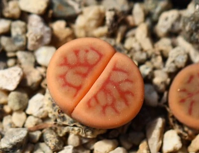 SEEDS - Lithops schwantesii  PVB8347  10seeds  - Image 1 of 4