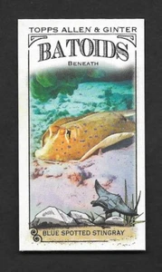2024 Topps Allen & Ginter  Mini BATOIDS  BLUE SPOTTED STRINGRAY  #BITW-8 - Picture 1 of 1