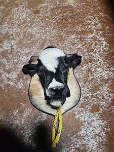 UNIQUE Calf Head Mount Taxidermy Oddities WITH FLAWS Decor Cow #28 - Picture 1 of 7