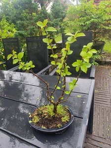Bonsai Zierkirsche - Bild 1 von 6