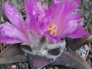3h83 Ariocarpus confusus La Escondida purple flower, pot 6,5 cm - Picture 1 of 5