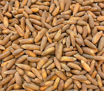 Pine nut tree seeds / EDIBLE / ORGANIC / EASY/In-Shell - Image 1 of 4
