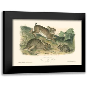 Audubon, John James 14X11 Black Modern Framed Museum Art Print Titled - Grey Rab - Picture 1 of 12