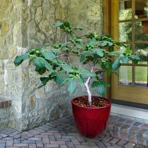 Fignomenal Dwarf Fig Tree – Dwarf Fig Plant – Self Fertile - Picture 1 of 6