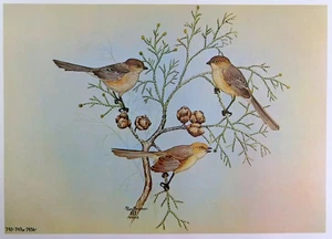 Rex Brasher Bird Print, Common Bushtit on Monterey Cypress, 16x12 in. - Picture 1 of 3