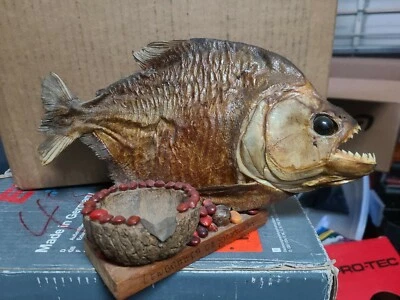 Cenicero taxidermia seca amazónica piraña negra 12" regalo cigarro cueva  Foto 1 de 3