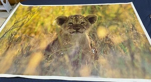 Vtg 1970s Lion Cub Large Poster  - Bild 1 von 2