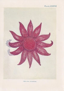 1907 STARFISH Print - Antique - Sea Life Wall Art - Ocean - 6.15 x 4.25 Inches - Picture 1 of 2