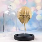 W79d Horseshoe Crab Taxidermy Collectible Glass dome Display Specimen curiosity