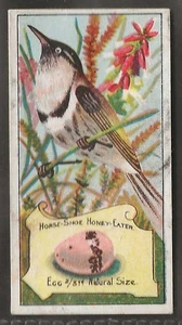 WILLS AUSTRALIAN-BIRDS OF AUSTRALASIA 1912 (HAVELOCK GREEN)-#077- QUALITY CARD!! - Picture 1 of 2