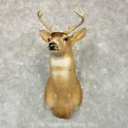 #24923 N | Sitka (Blacktail) Deer Shoulder Taxidermy Mount For Sale