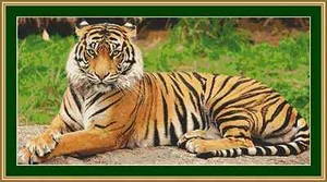 Tiger Cross Stitch Kit - Picture 1 of 2