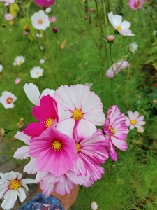 Samen Schmuckkörbchen Mischung Kosmea Cosmea cosmos bipinnatus - - Bild 1 von 8