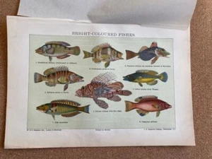 BRIGHT COLOURED FISH CHROMOLITHOGRAPH Vintage Book Plate NATURAL HISTORY NATURE - Picture 1 of 2